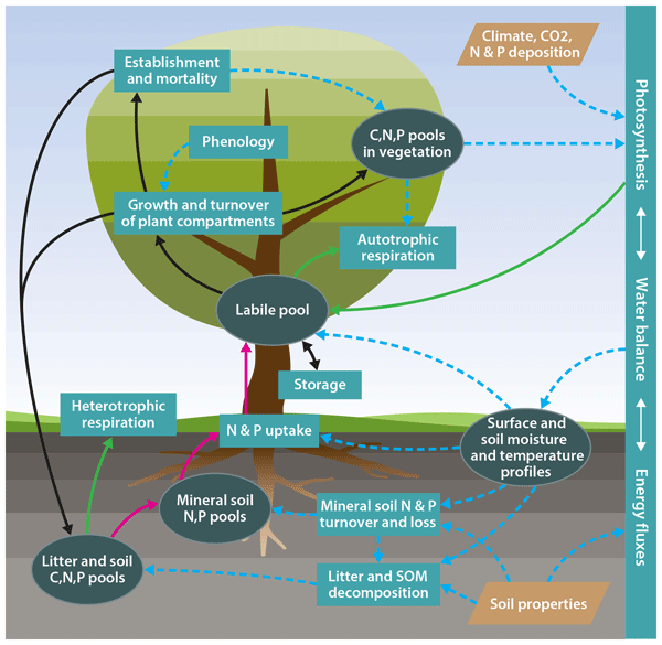 Gmd A New Model Of The Coupled Carbon Nitrogen And Phosphorus Cycles In The Terrestrial Biosphere Quincy V1 0 Revision 1996