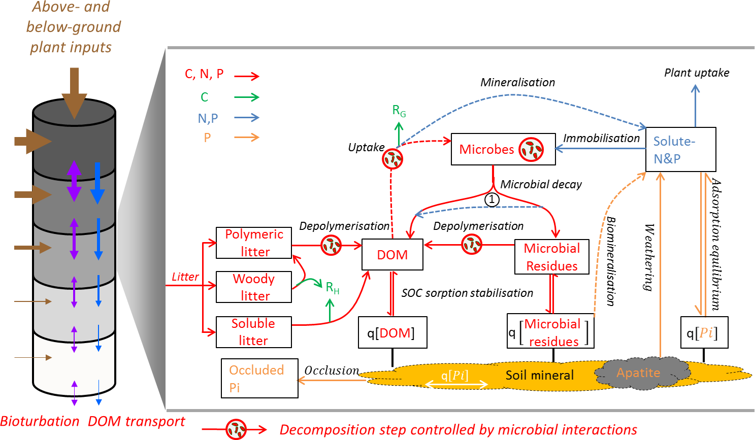 Gmd Jena Soil Model Jsm V1 0 Revision 1934 A Microbial Soil Organic Carbon Model Integrated With Nitrogen And Phosphorus Processes